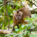 Brown_capuchin_0001.jpg