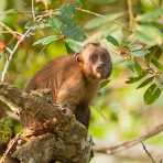 Brown_capuchin_0009.jpg