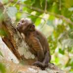 Brown_capuchin_0016.jpg