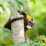 Brown_capuchin_2007_0017.jpg