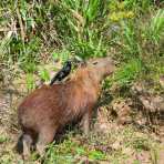 Capybara_0011.jpg