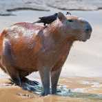 Capybara_0031.jpg