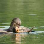 Giant_river_otter_2007_0035.jpg