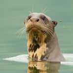 Giant_river_otter_2007_0068.jpg