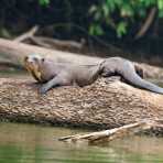 Giant_river_otter_2007_0111.jpg