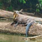 Giant_river_otter_2007_0113.jpg