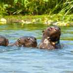 Giant_river_otters_0045.jpg