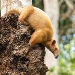 Southern_Tamandua_2006_0008.jpg