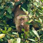 White_capuchin_2007_0004.jpg