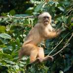 White_capuchin_2007_0007.jpg