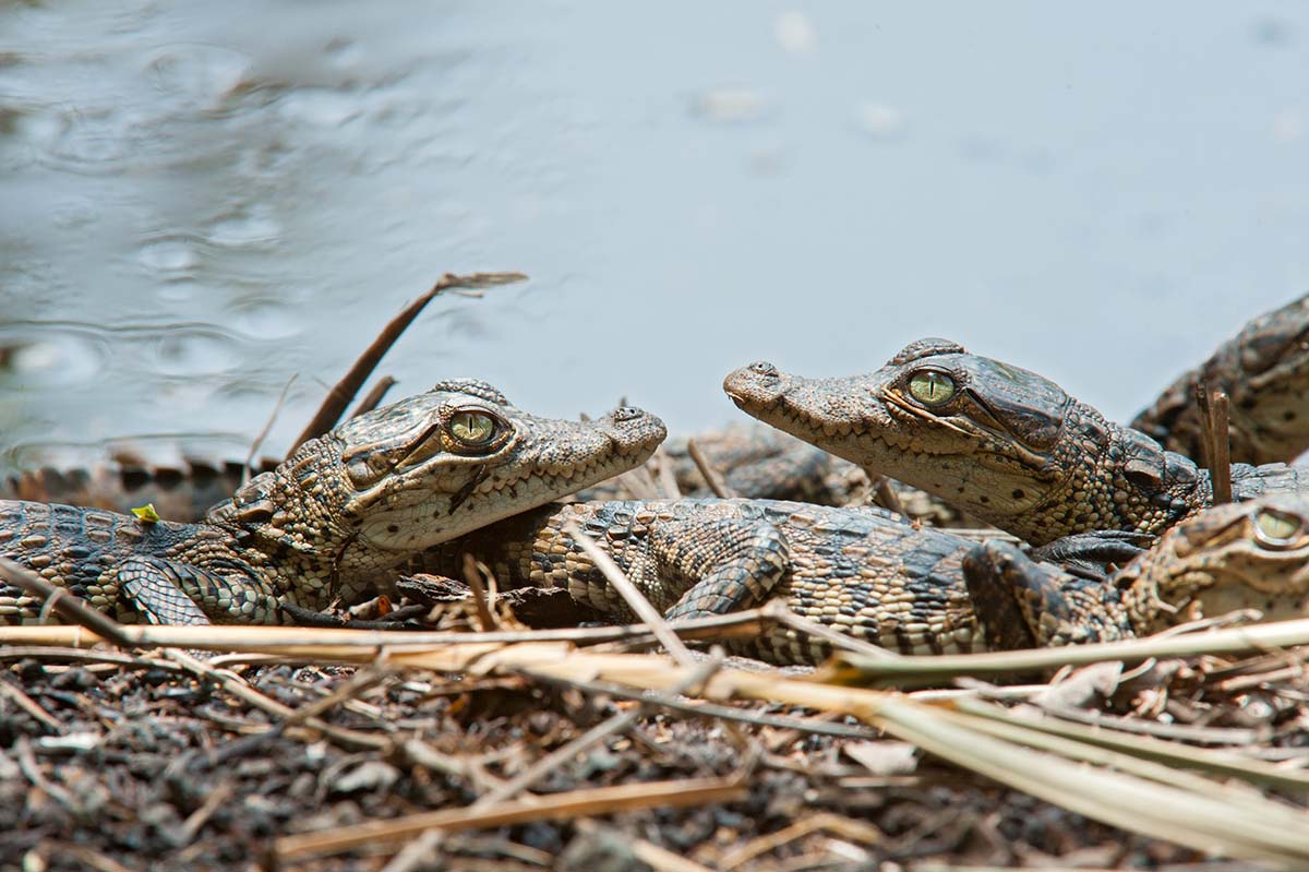 Baby_morelet_crocodile_2011_0014.jpg