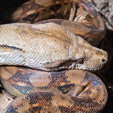 Reptiles