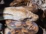 Reptiles