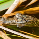 Baby_morelet_crocodile_2011_0016.jpg