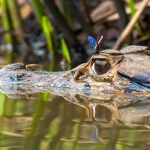 Black_caiman_2006_0014.jpg