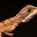 Brown_basilisk_2011_0003.jpg