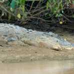 Large estuarine crocodile, Crocodylus porosus, resting on the riverbank of the Kinabatangan river, rainforest of Sabah, Borneo, Malaysia, Indochina, South East Asia.
