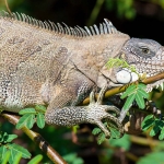 Green_iguana_2009_0005.jpg