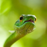 Green_tree_snake_2009_0001.jpg