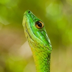 Green_tree_snake_2009_0007.jpg