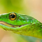 Green_tree_snake_2009_0013.jpg