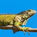 Iguana_04_0008.jpg