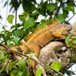 Iguana_2008_0017.jpg