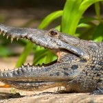 Morelet_crocodile_2006_0029.jpg