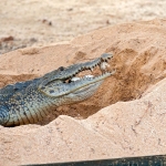 Morelet_crocodile_2011_0013.jpg