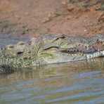 Mugger crocodile, Crocodylus palustris, enjoying the warmth at sunrise. Yala National Park, Sri Lanka, Asia. Nikon D4, Sigma 300-800mm, f/5.6