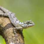 Painted-lip lizard, Calotes ceylonensis, an endemic lizard from Sri Lanka, Asia.  Nikon D4, 200-400mm, f/4.0, VR