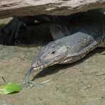 A roughneck monitor lizard, Varanus rudicollis, searching for food on the banks of the Kinabatangan river, rainforest of Sabah, Borneo, Malaysia, South East Asia.