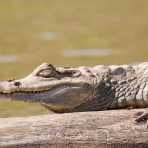 Spectacled caiman, Peru