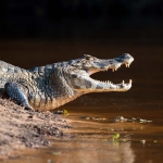 Spectacled_caiman_2009_0004.jpg