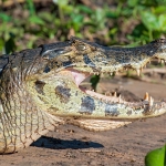 Spectacled_caiman_2009_0017.jpg