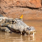 Spectacled_caiman_2009_0018.jpg