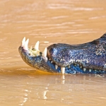 Spectacled_caiman_2009_0020.jpg