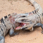 Spiny-tailed_iguana_2010_0002.jpg