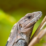 Spiny-tailed_iguana_2010_0004.jpg