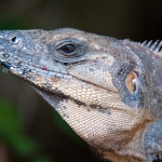 Spiny-tailed_iguana_2011_0003.jpg