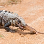 Spiny-tailed_iguana_2011_0006.jpg