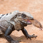 Spiny-tailed_iguana_2011_0008.jpg