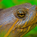 White_lipped_mud_turtle_2011_0001.jpg