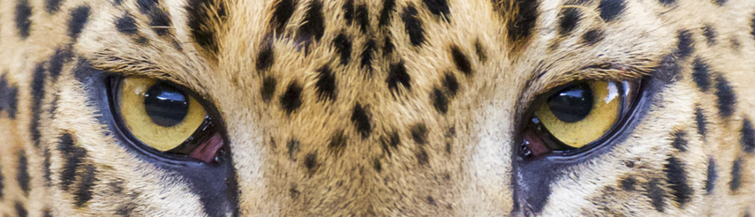 The amazing eyes of the 'king' of Yala National Park, the majestic leopard, Panthera pardus kotiya, Sri Lanka, Asia. Nikon D4, 500mm, f/4.0