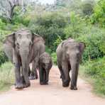 A matriarch Asian elephant, Elephas maximus, with a calf and two young ones. Yala National Park, Sri Lanka, Asia. Nikon D4, 70-200mm, f/2.8, VR II