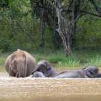 A matriarch Asian elephant, Elephas maximus, with two young, taking a bath. Yala National Park, Sri Lanka, Asia. Nikon D4, Sigma 300-800mm, f/5.6