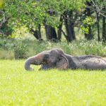 Large bull Asian elephant, Elephas maximus, getting plenty of food in a deep wetland. Wilpattu National Park. Sri Lanka, Asia. Nikon D4, 500mm, f/4.0