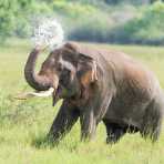 All African elephants of both sexes have tusks, but in Asia only a very low number of males  grow tasks, which are elongates incisors. A large mature bull Asian elephant, Elephas maximus, carrying long tusks taking a refreshing shower at Wilpattu National Park, Sri Lanka, Asia. Nikon D4, Sigma 300-800mm, f/5.6