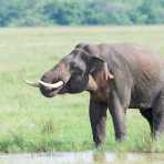 All African elephants of both sexes have tusks, but in Asia only a very low number of males  grow tasks, which are elongates incisors. A large mature bull Asian elephant, Elephas maximus, carrying long tusks drinking water at Wilpattu National Park, Sri Lanka, Asia. Nikon D4, 500mm, f/4.0