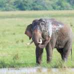 All African elephants of both sexes have tusks, but in Asia only a very low number of males  grow tasks, which are elongates incisors. A large mature bull Asian elephant, Elephas maximus, carrying long tusks taking a refreshing shower at Wilpattu National Park, Sri Lanka, Asia. Nikon D4, 500mm, f/4.0